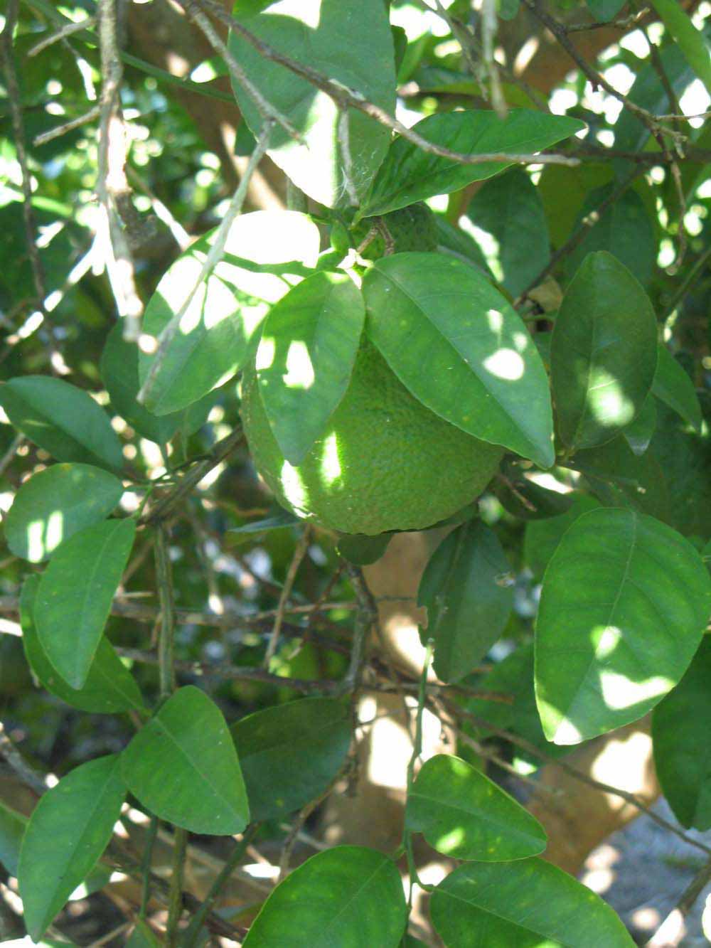              Shade leaves (Winter Haven, FL)       